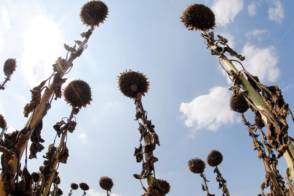 Vertrocknete Sonnenblumen auf einem Feld nahe Schönwald (Archivbild): Brandenburg hatte besonders mit der Hitze zu kämpfen.