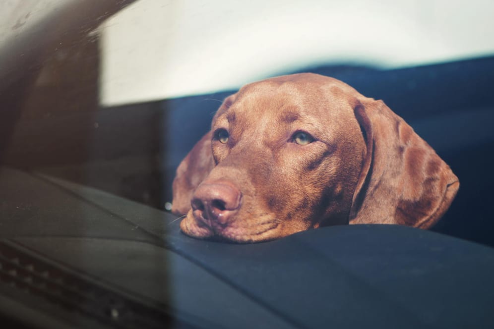 Hitze im Auto: Nicht nur für Hunde kann es im Sommer in einem geparkten Auto schnell gefährlich werden.