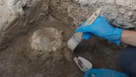 2.000 Jahre alte Schildkröte ausgegraben