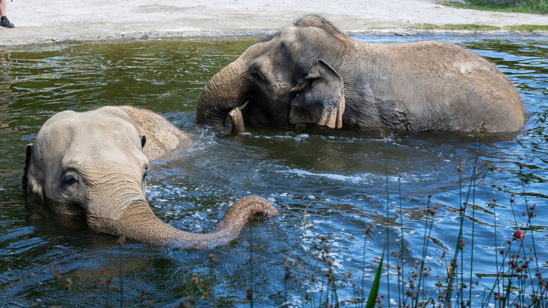 Zoos vor Hitze-Wochenende