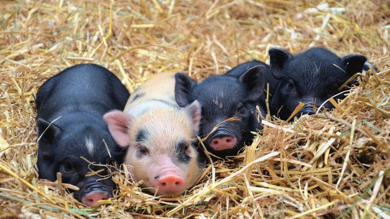 Vier kleine Ferkel liegen im Stroh: Insgesamt haben sechs Minischweine in Nürnberg das Licht der Welt erblickt.