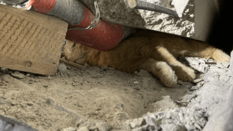 Die erschöpfte Katze in ihrem Beton-Gefängnis: Mehrere Rettungsversuche scheiterten zunächst.