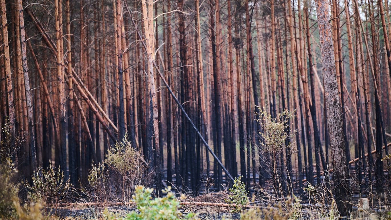 Waldbrände in Brandenburg