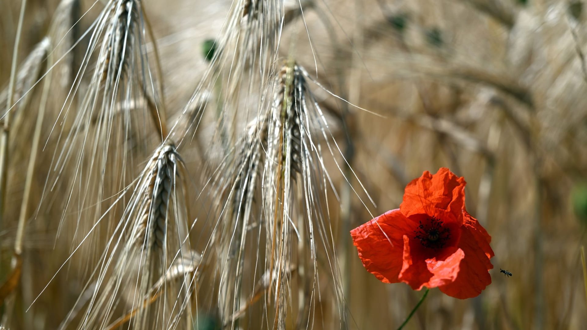 Eine Mohnblume blüht in einem Getreidefeld