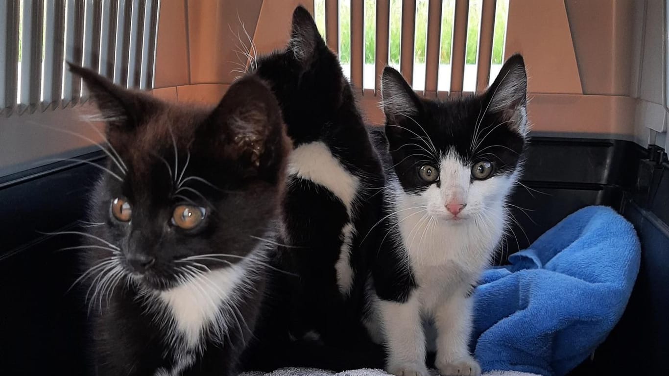 Bundespolizisten haben drei Kätzchen am Bahngleis gefunden und ihre Rettung veranlasst.
