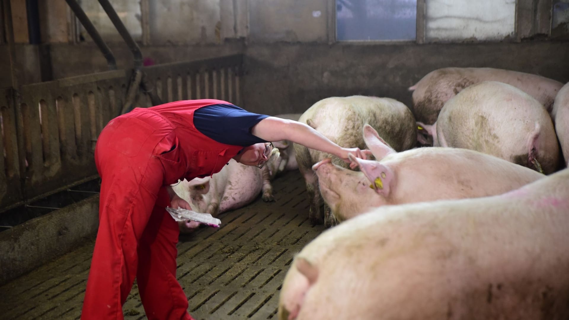 Schwere Zeiten für Schweinehalter