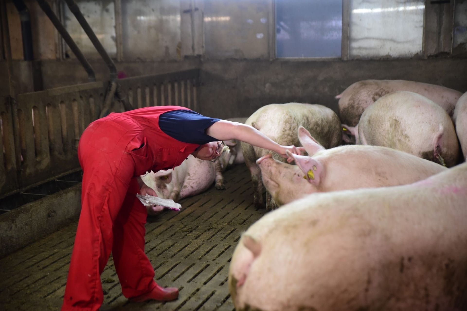 Schwere Zeiten für Schweinehalter