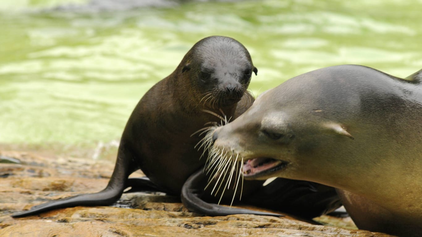 Ein Seelöwenjungtier mit seiner Mutter (Symbolbild): Ein Jahr lang ernährt die Mutter ihr Junges.