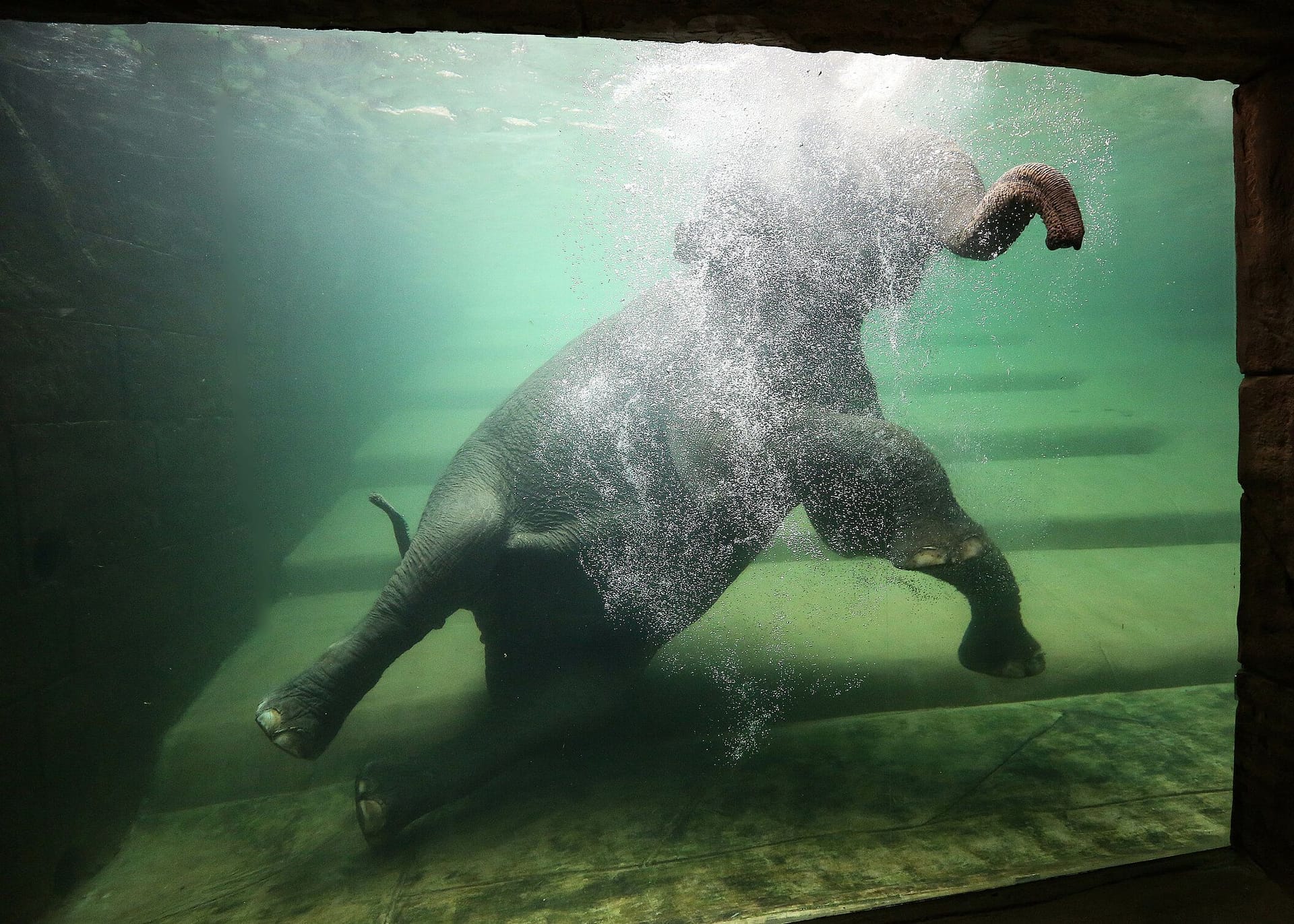 Pool im Elefantenhaus im Zoo Leipzig: Hier kann man die Dickhäuter beim Baden unter Wasser beobachten.