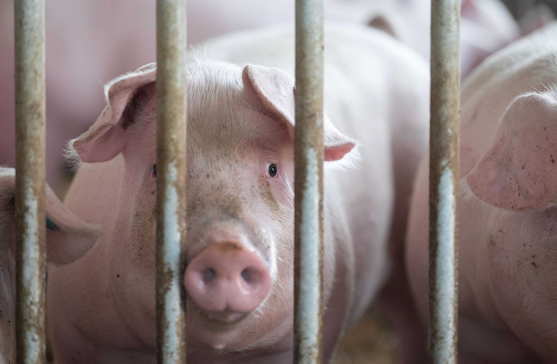 In vielen Schweineställen Bayerns ist von Tierwohl keine Spur (Symbolbild): In 41 Prozent der Schweinehaltungen wurden Verstöße festgestellt.