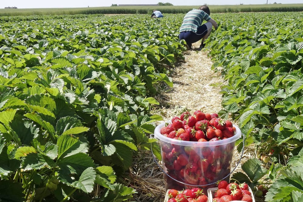 Ein Erdbeerfeld (Symbolbild): Die Bauern stehen in diesem Jahr vor besonderen Herausforderungen. (Quelle: imago images / CHROMORANGE)