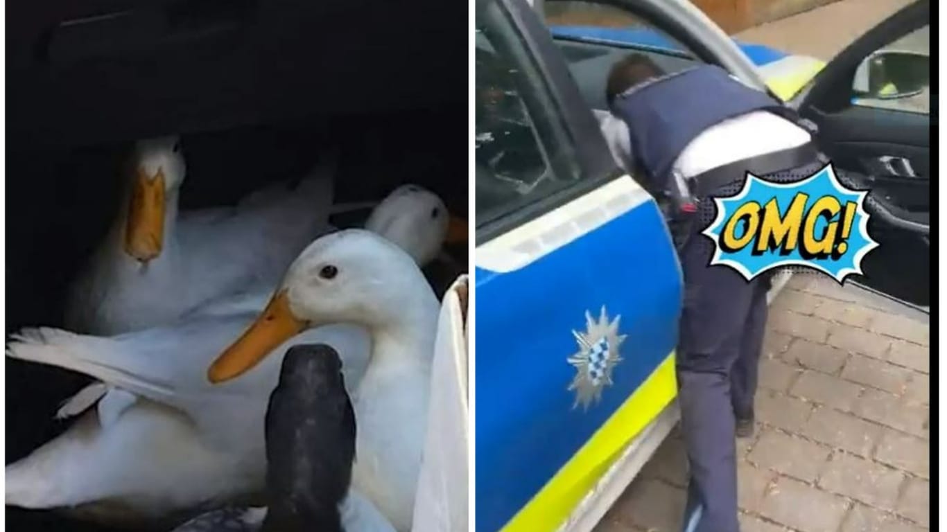 Ein Polizist rettete eine Entengroßfamilie unter vollem Körpereinsatz.