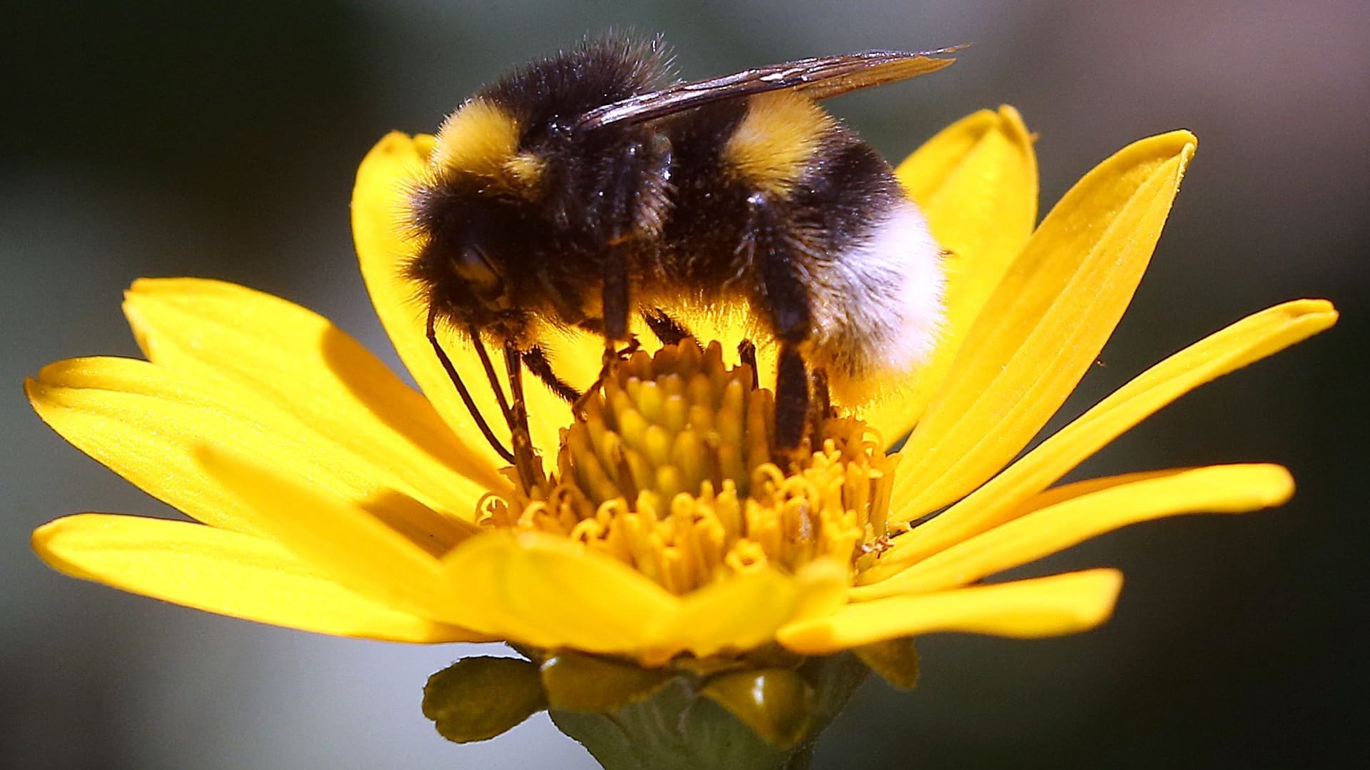Erdhummel Erdhummel
