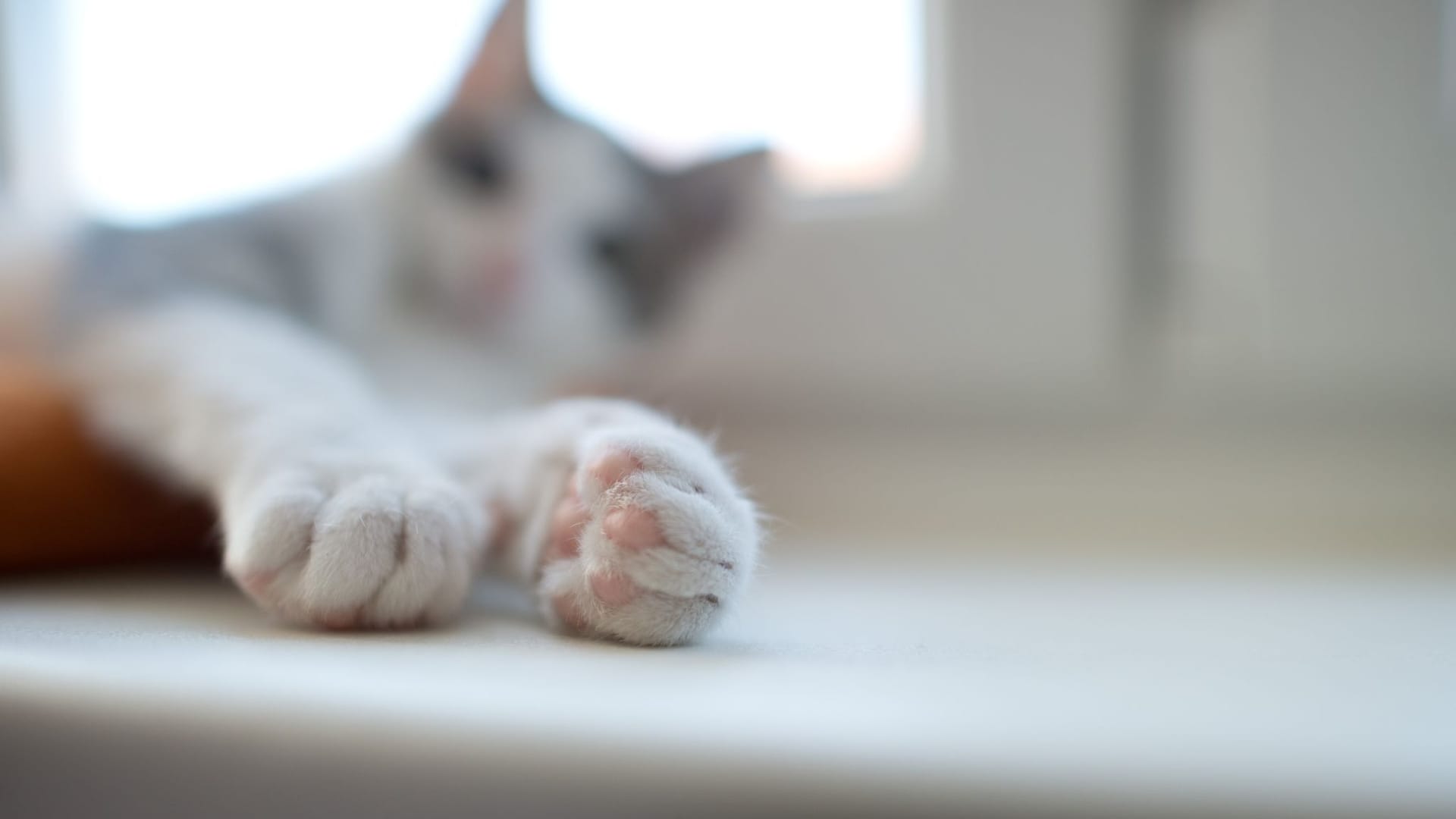 Ein Kater streckt seine Pfoten aus Ein Kater streckt seine Pfoten aus