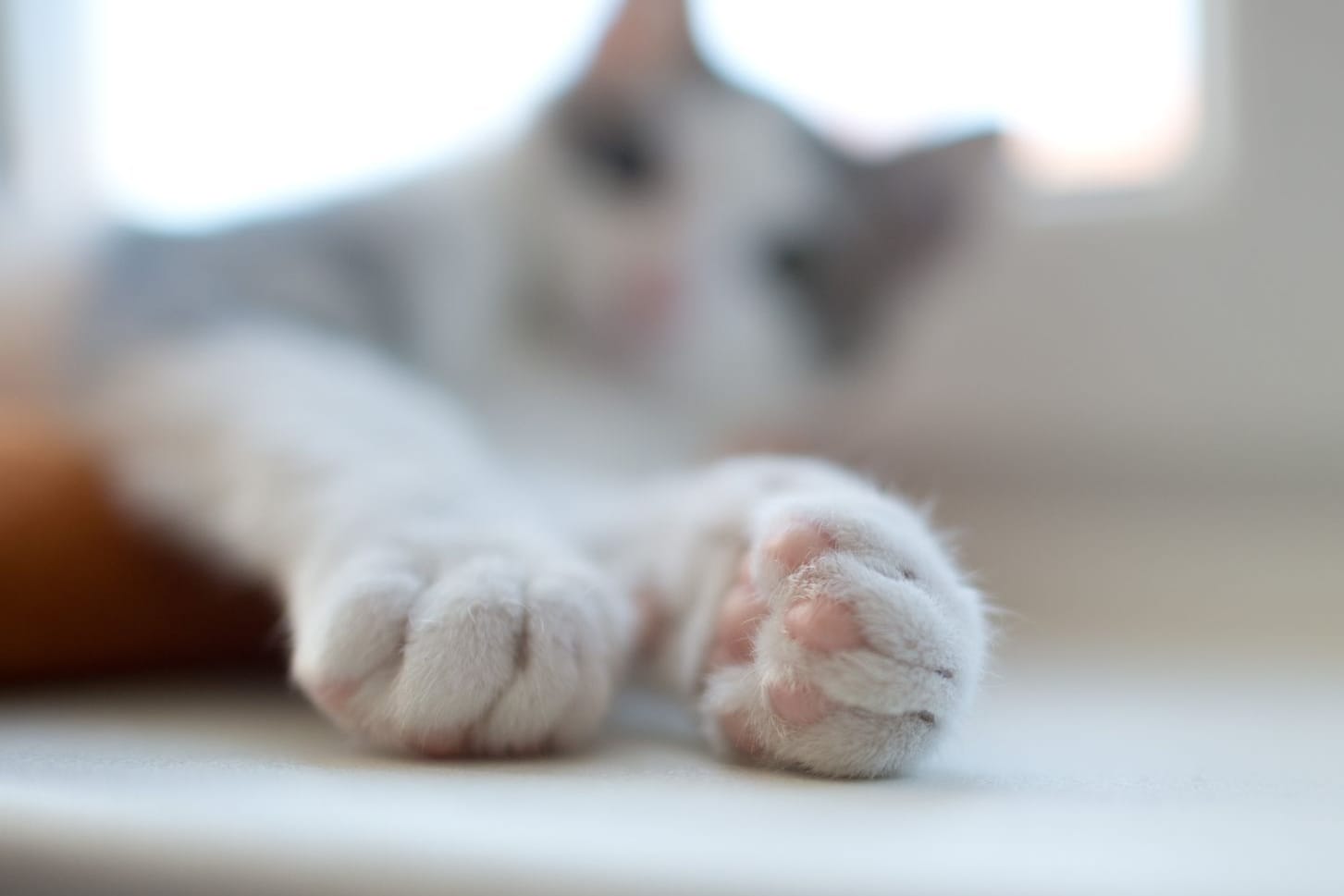 Ein Kater streckt seine Pfoten aus