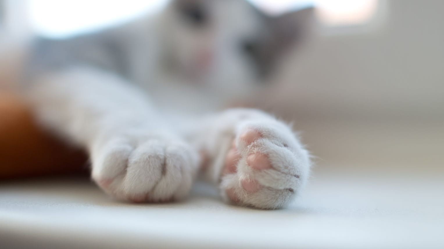 Ein Kater streckt seine Pfoten aus