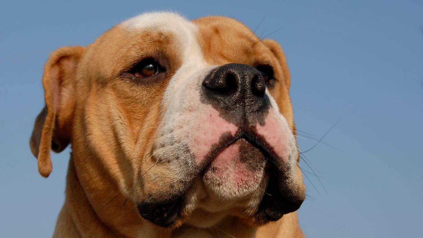 Eine Old English Bulldog (Archivbild): Ein Gentest soll zeigen, ob es sich bei dem Hund tatsächlich um diese Rasse handelt.