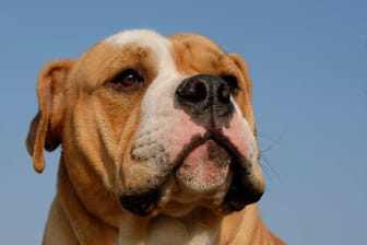 Eine Old English Bulldog (Archivbild): Ein Gentest soll zeigen, ob es sich bei dem Hund tatsächlich um diese Rasse handelt.