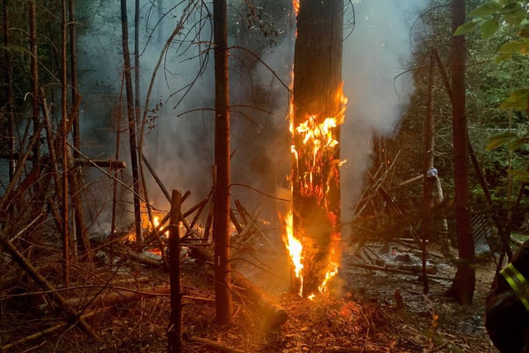 Das Feuer frisst sich die Bäume hoch: Die Feuerwehr warnt vor hoher Waldbrandgefahr.
