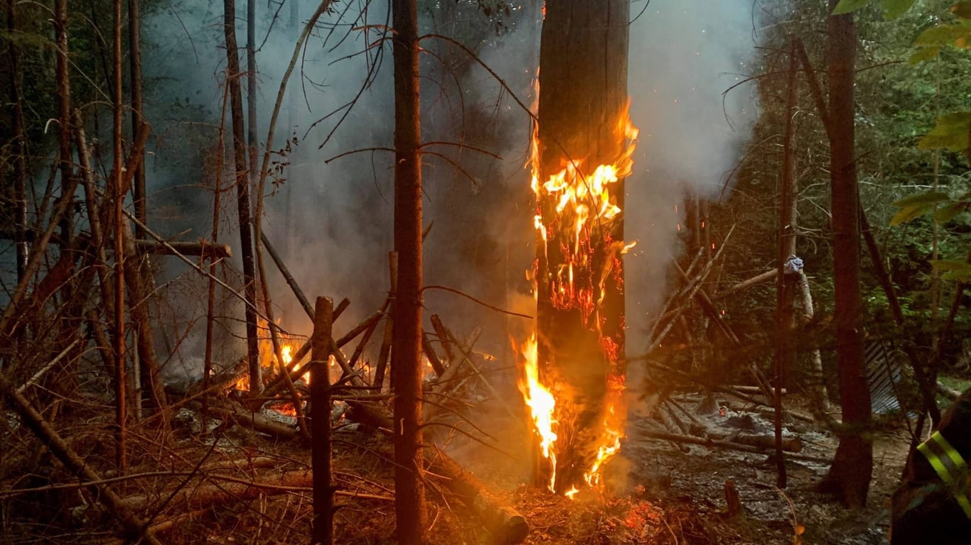 Das Feuer frisst sich die Bäume hoch: Die Feuerwehr warnt vor hoher Waldbrandgefahr.