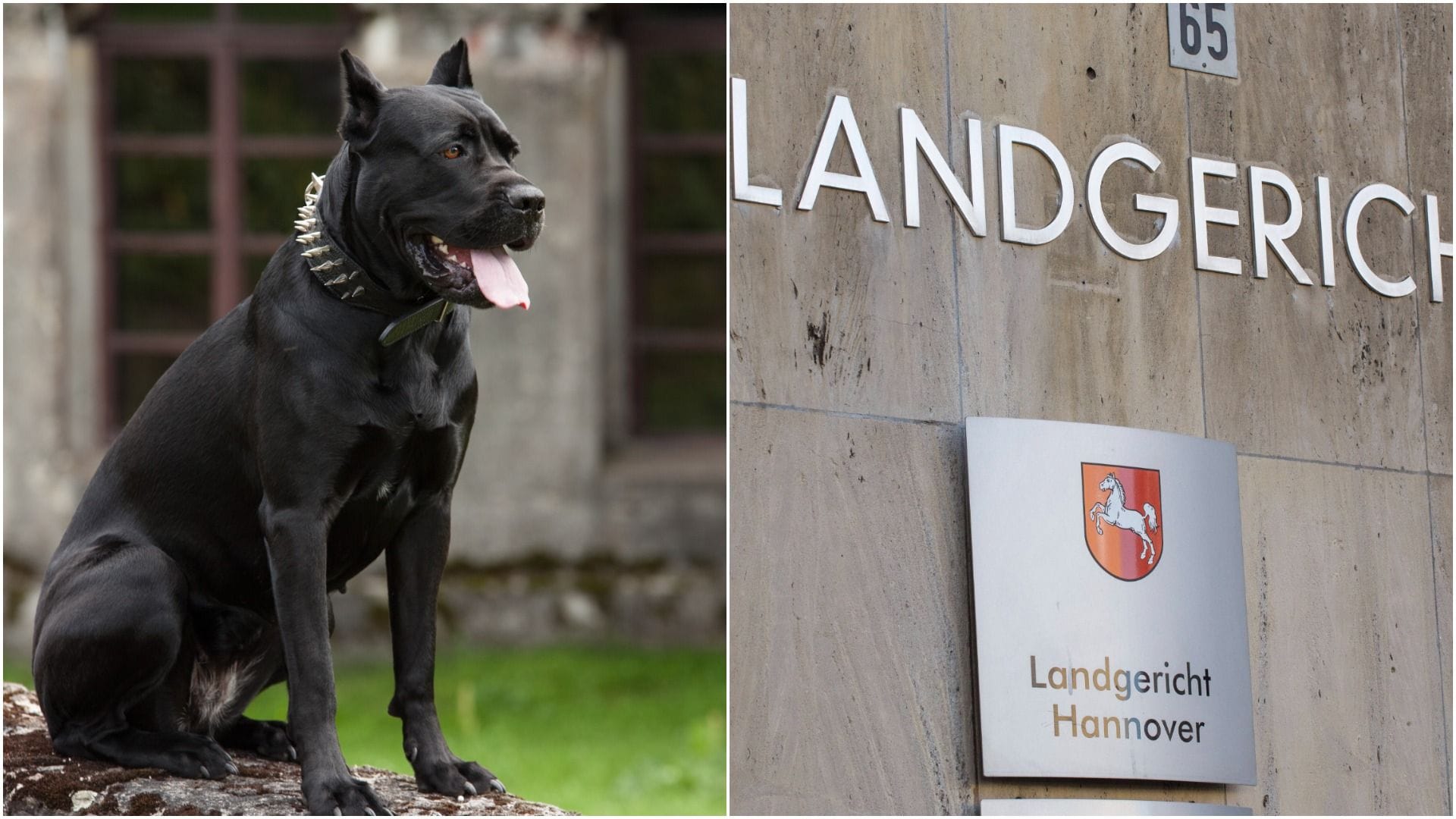 Ein Hund der Rasse Cane Corso und das Landgericht Hannover (Symbolbild): Ein 46-Jähriger soll einen jungen Mann mit Hilfe seines Hundes attackiert haben.