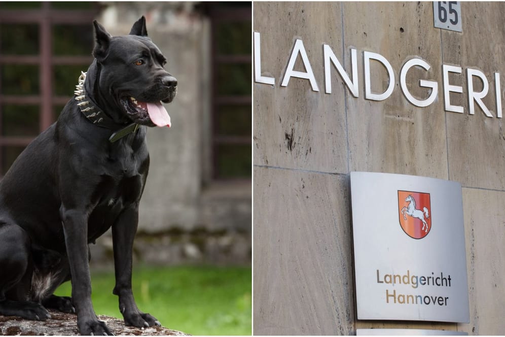 Ein Hund der Rasse Cane Corso und das Landgericht Hannover (Symbolbild): Ein 46-Jähriger soll einen jungen Mann mit Hilfe seines Hundes attackiert haben.