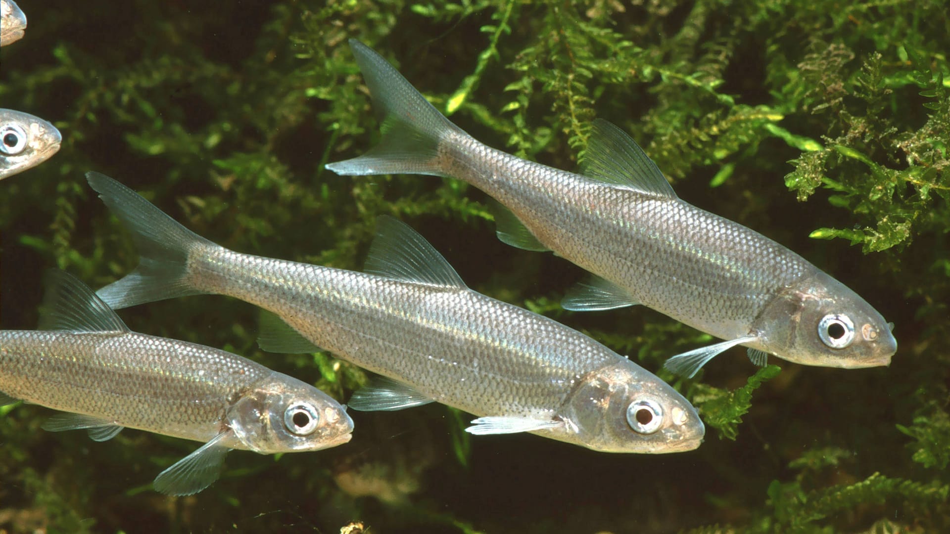 Mehrere Maifische schwimmen im Wasser (Archivbild): Durch Überfischung, Gewässerverschmutzung und Ausbau des Rheins und der Zuflüsse verschwanden die Maifische im vergangenen Jahrhundert.