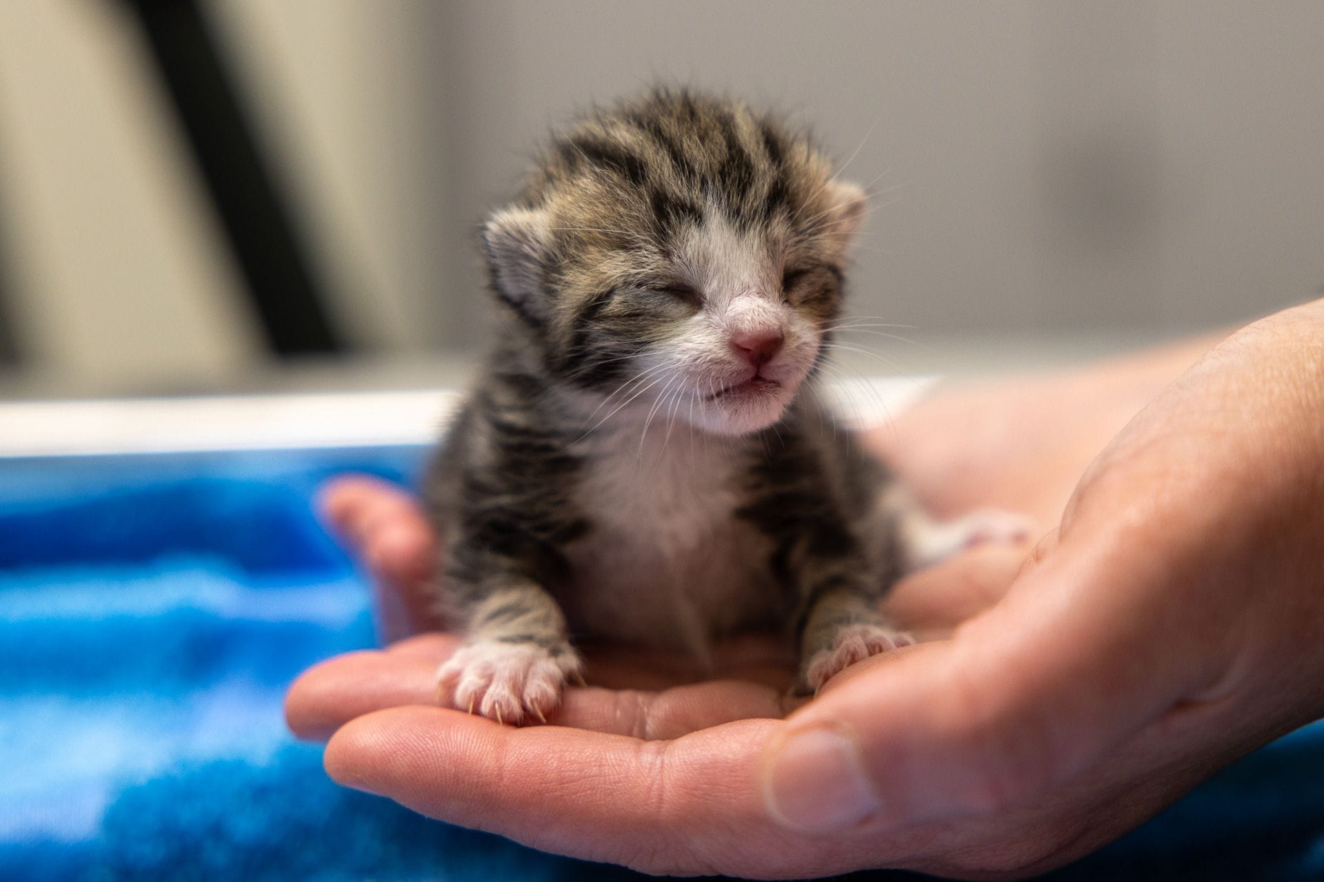 Ein Katzenbaby (Archivbild): Das Tier wog nur 82 Gramm.