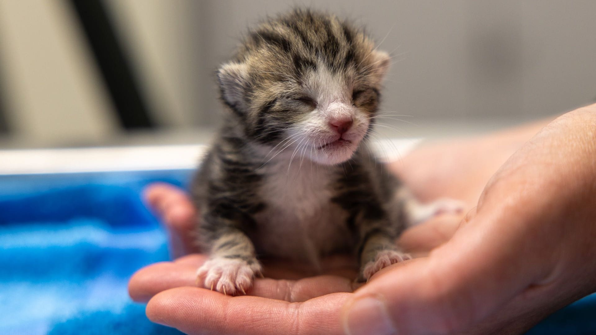 Katerchen Fridolin: Er lag in einem Müllwagen und wird nun im Tierheim aufgepäppelt. Katerchen Fridolin: Er lag in einem Müllwagen und wird nun im Tierheim aufgepäppelt.
