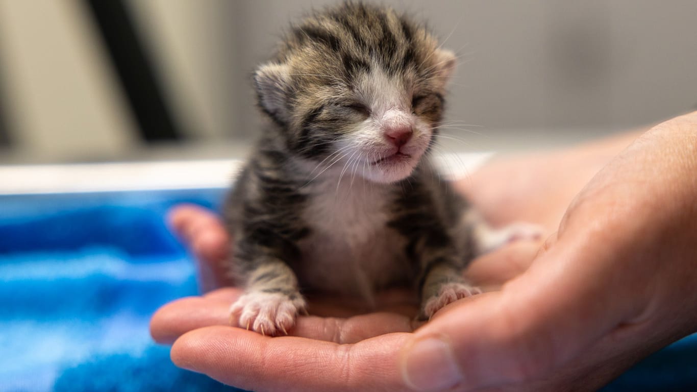 Ein Katzenbaby (Archivbild): Das Tier wog nur 82 Gramm.