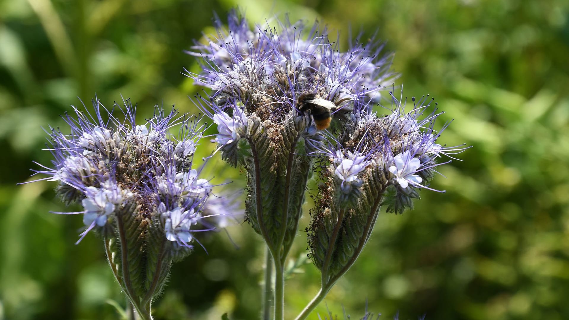 Blumenwiese für Bienen