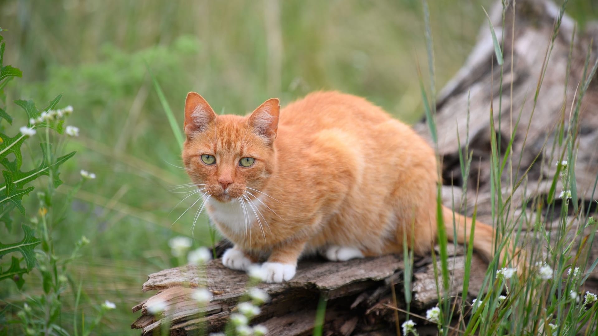 Katze auf der Lauer