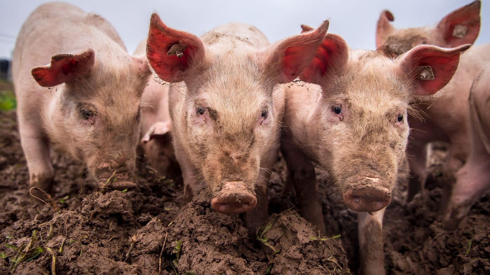 Schweine