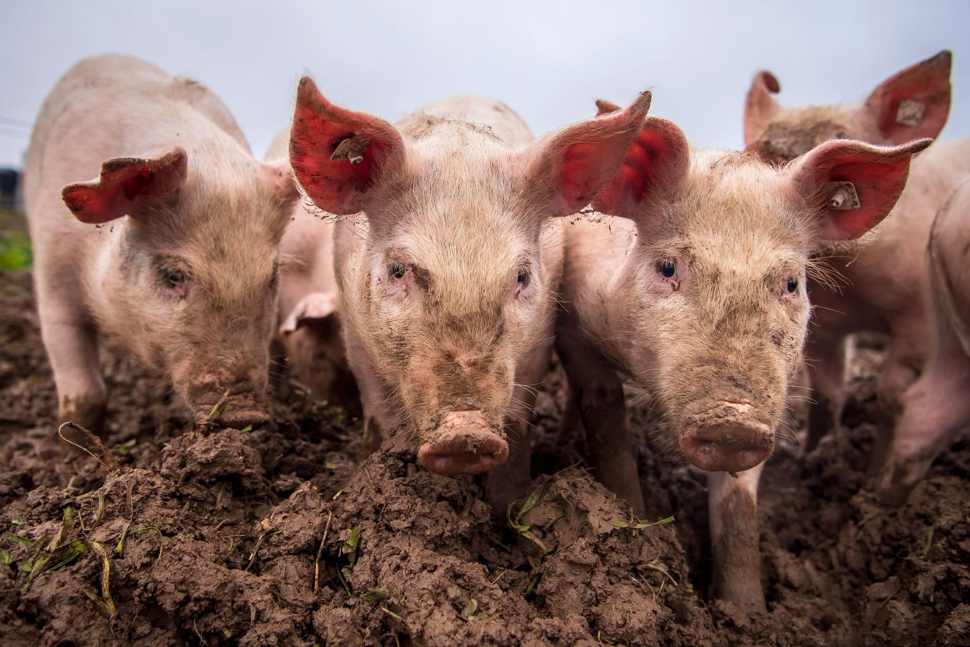 Schweine