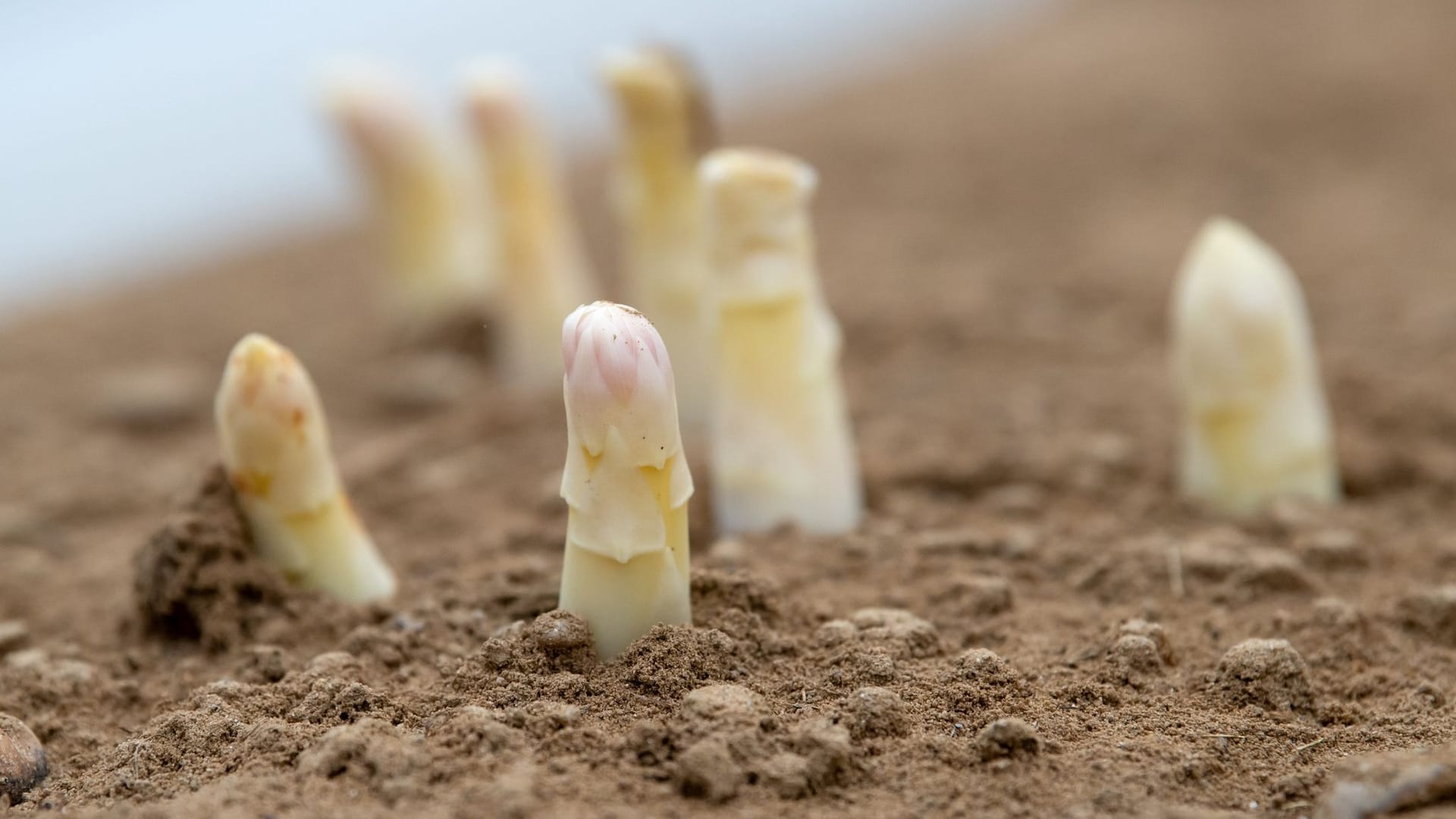 Spargelsaison vor dem Ende