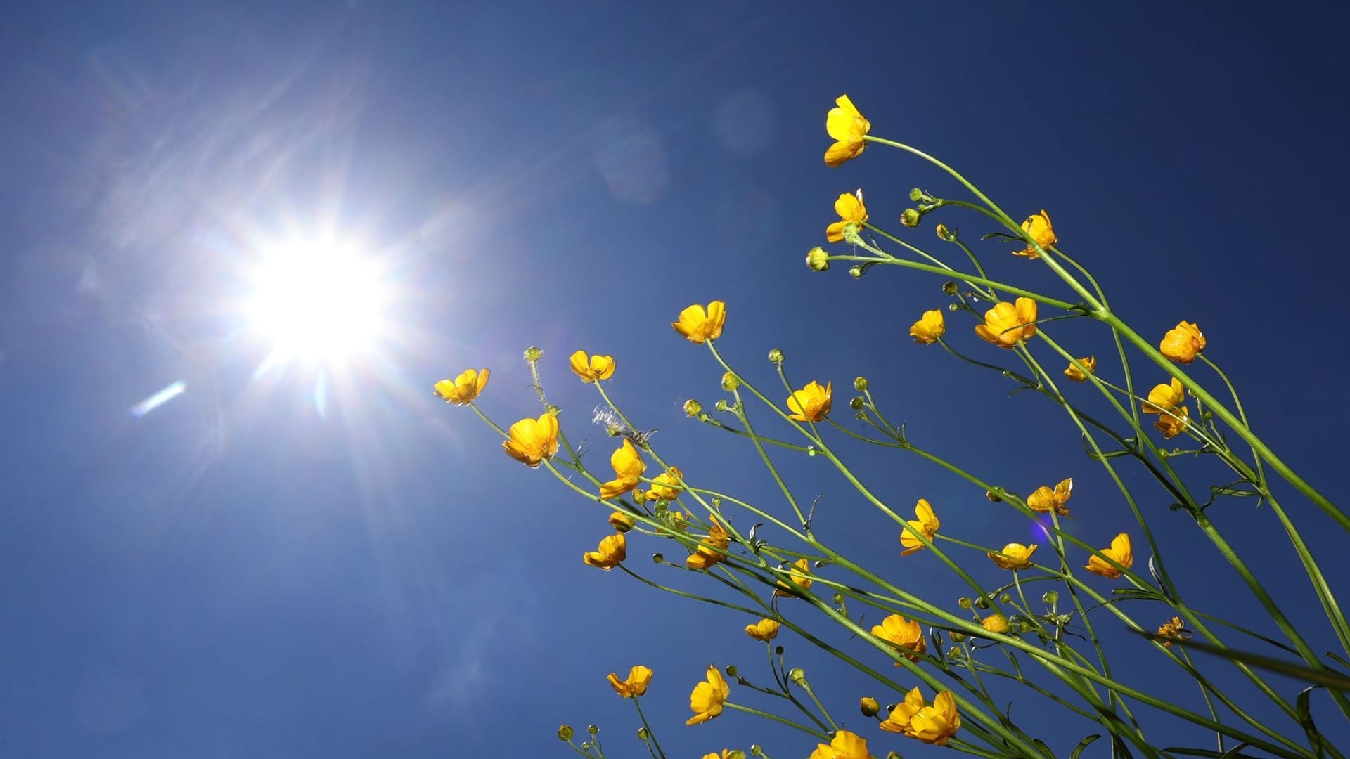 Blumen im Sonnenschein