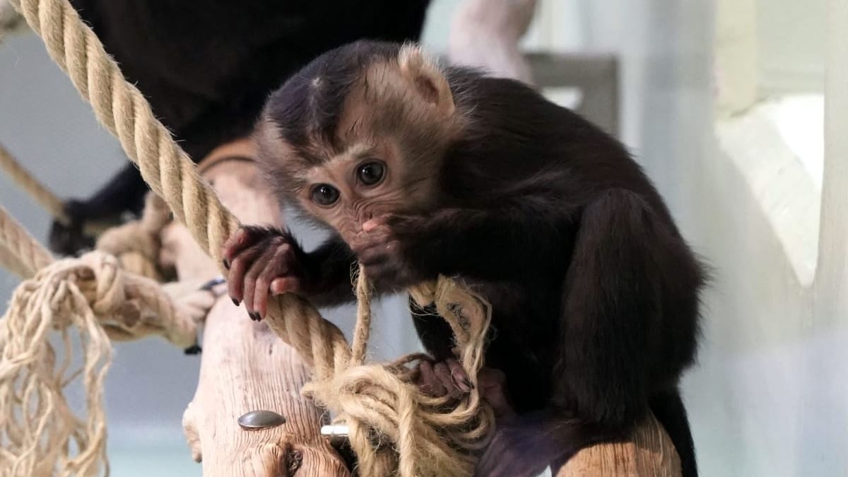 Ein Bartaffenmädchen ist im Kölner Zoo geboren worden.