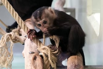 Ein Bartaffenmädchen ist im Kölner Zoo geboren worden.