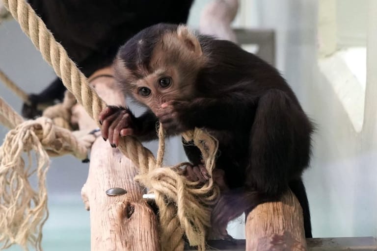 Ein Bartaffenmädchen ist im Kölner Zoo geboren worden.