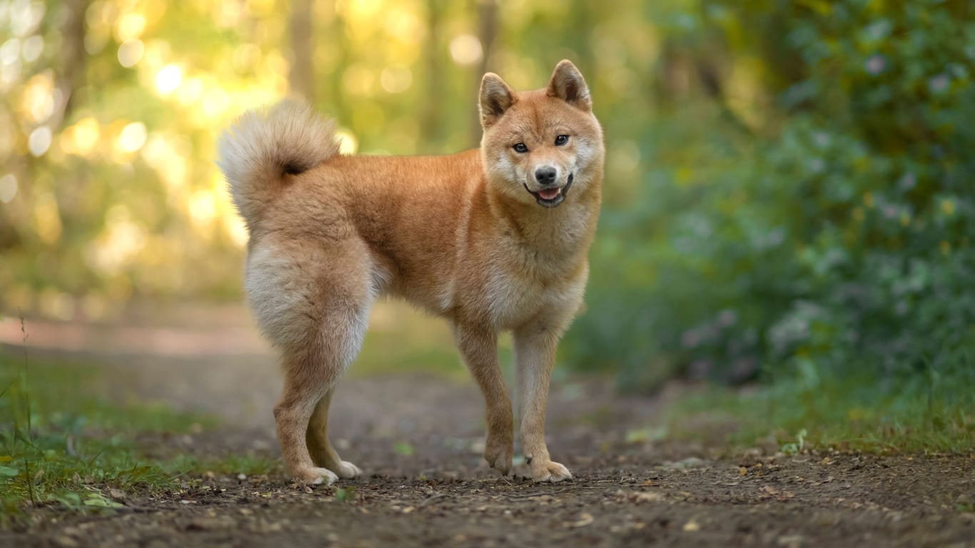 Akita-Hund (Symbolfoto): In Nordrhein-Westfalen sind zehn Tiere der edlen Rasse Opfer einer Vergiftung geworden.
