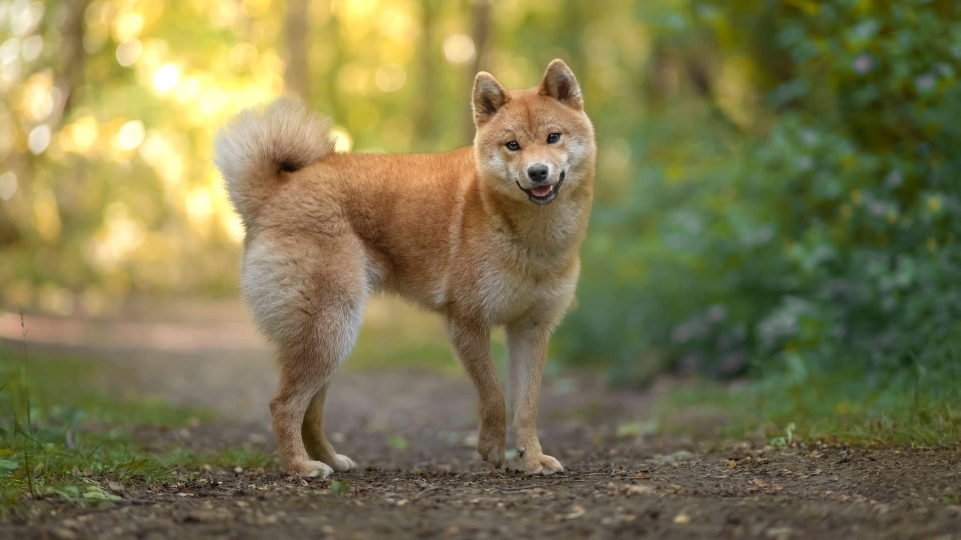 Akita-Hund (Symbolfoto): In Nordrhein-Westfalen sind zehn Tiere der edlen Rasse Opfer einer Vergiftung geworden. Akita-Hund (Symbolfoto): In Nordrhein-Westfalen sind zehn Tiere der edlen Rasse Opfer einer Vergiftung geworden.