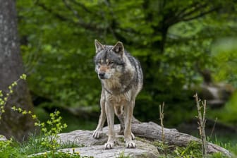 Ein Wolf im Wald (Archivbild): Ein Wolf hat in Breitnau mehrere Schafe gerissen.