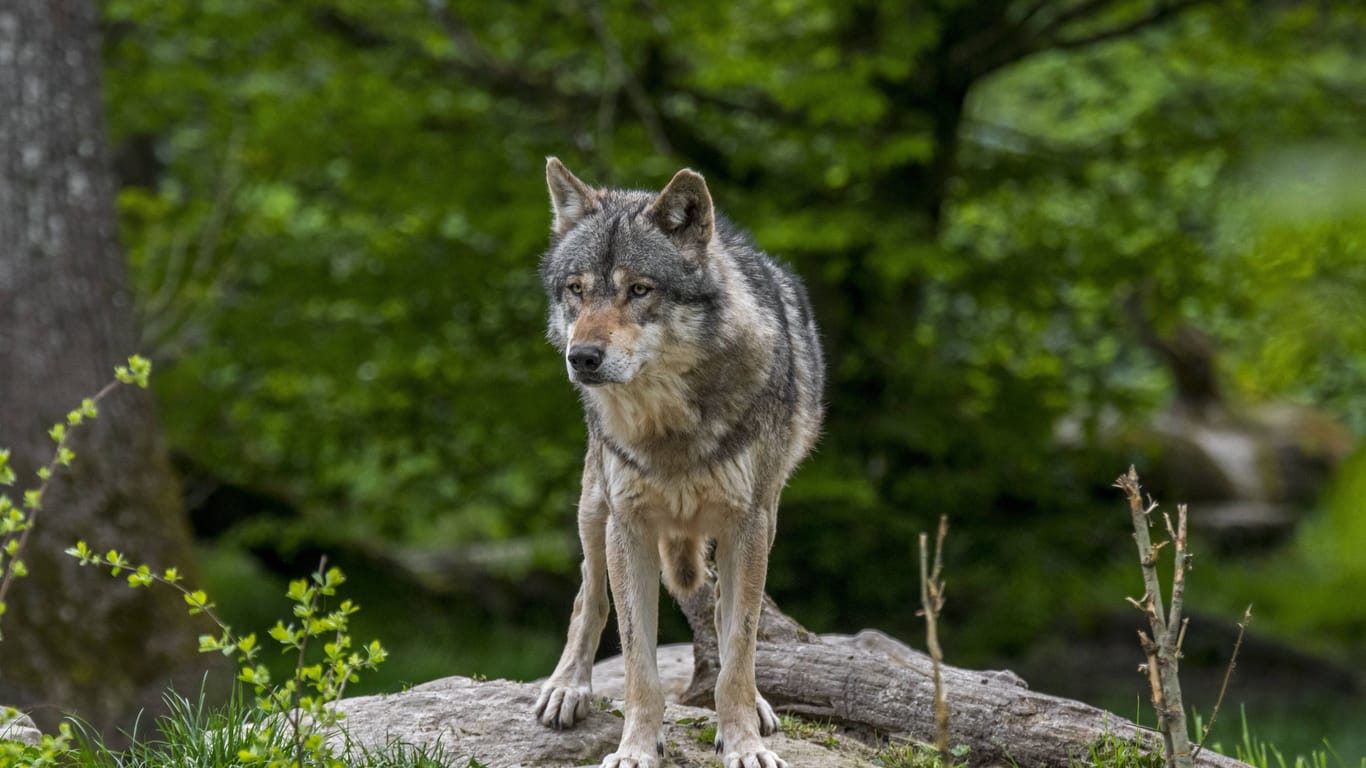 Ein Wolf im Wald (Archivbild): Ein Wolf hat in Breitnau mehrere Schafe gerissen.