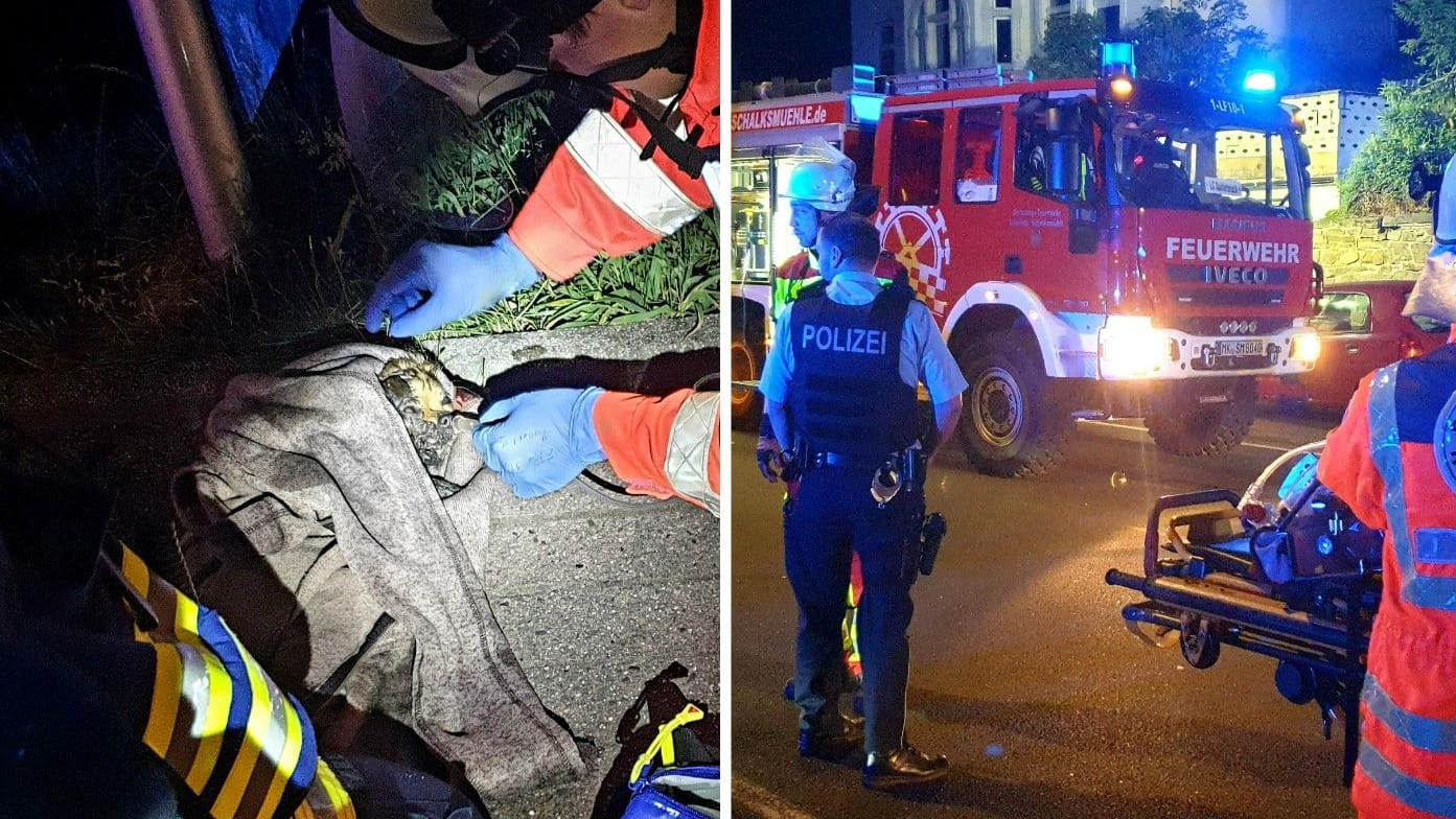 Ein Hund wird gerettet und Einsatzkräfte auf der Straße (Montage): Für insgesamt vier Tiere kam jede Hilfe zu spät. Ein Hund wird gerettet und Einsatzkräfte auf der Straße (Montage): Für insgesamt vier Tiere kam jede Hilfe zu spät.