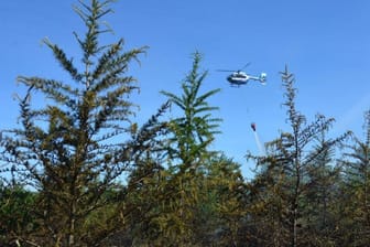 Feuerwehren kämpfen im Harz gegen einen neuen Waldbrand. Auch ein Hubschrauber ist im Einsatz.