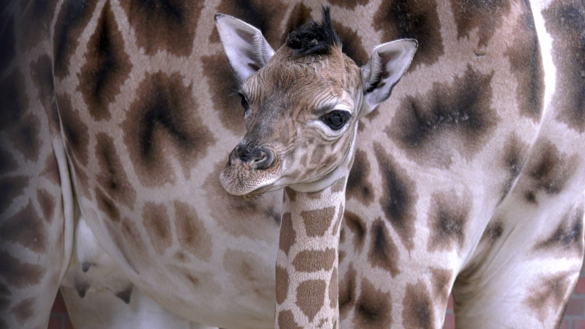 Das neugeborene Giraffen-Mädchen steht bei seiner Mutter: Giraffenkälber können schon kurz nach der Geburt auf ihren Beinen stehen.