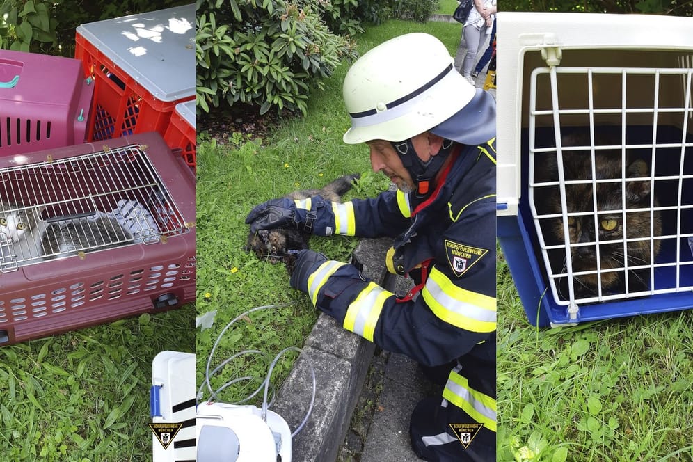 Brand in München: Zwei der acht geretteten Katzen versorgte die Feuerwehr mit Sauerstoff.