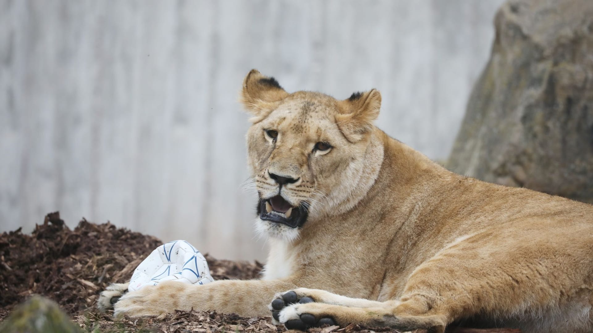 Junge Löwin Latika im Zoopark gestorben