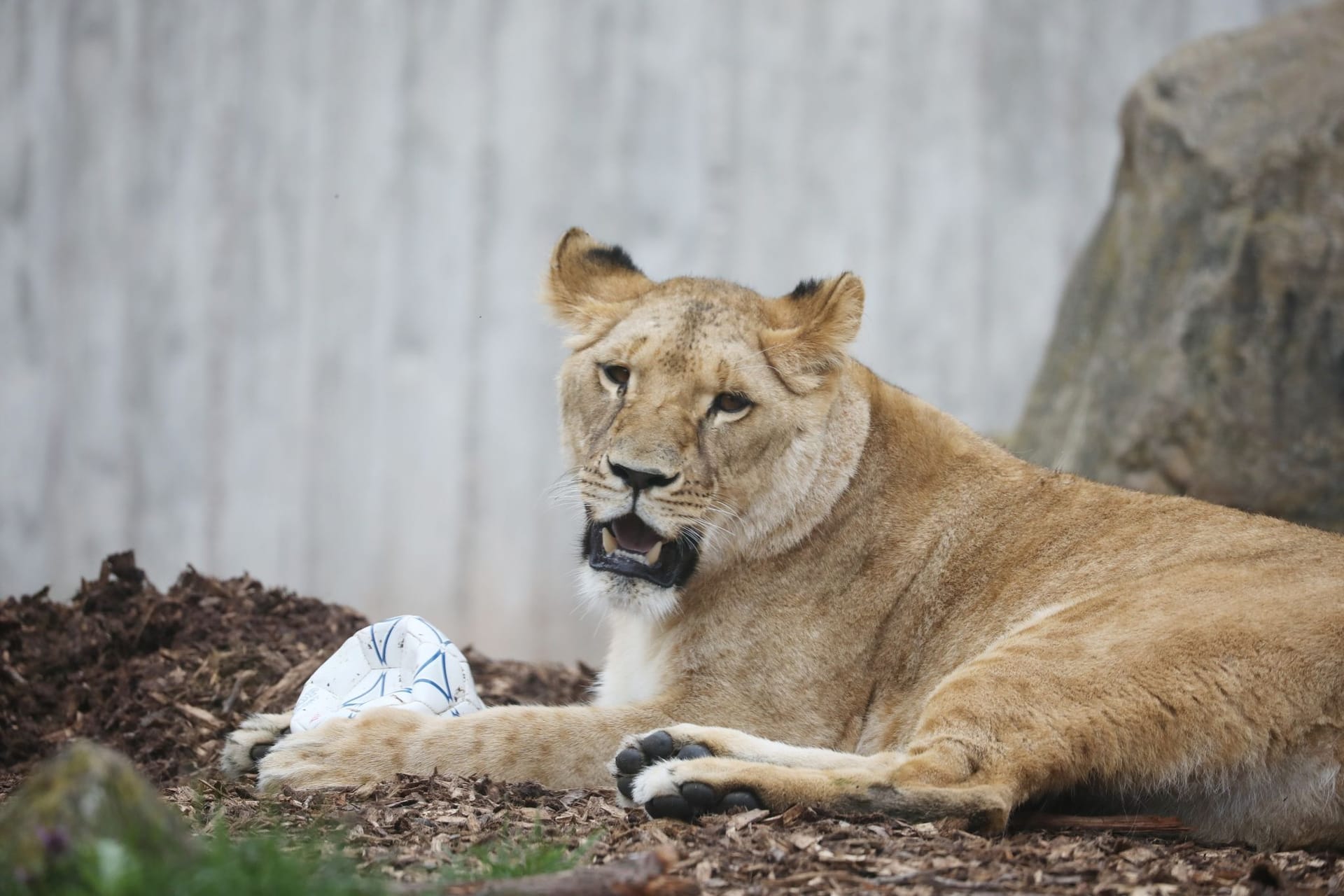 Junge Löwin Latika im Zoopark gestorben