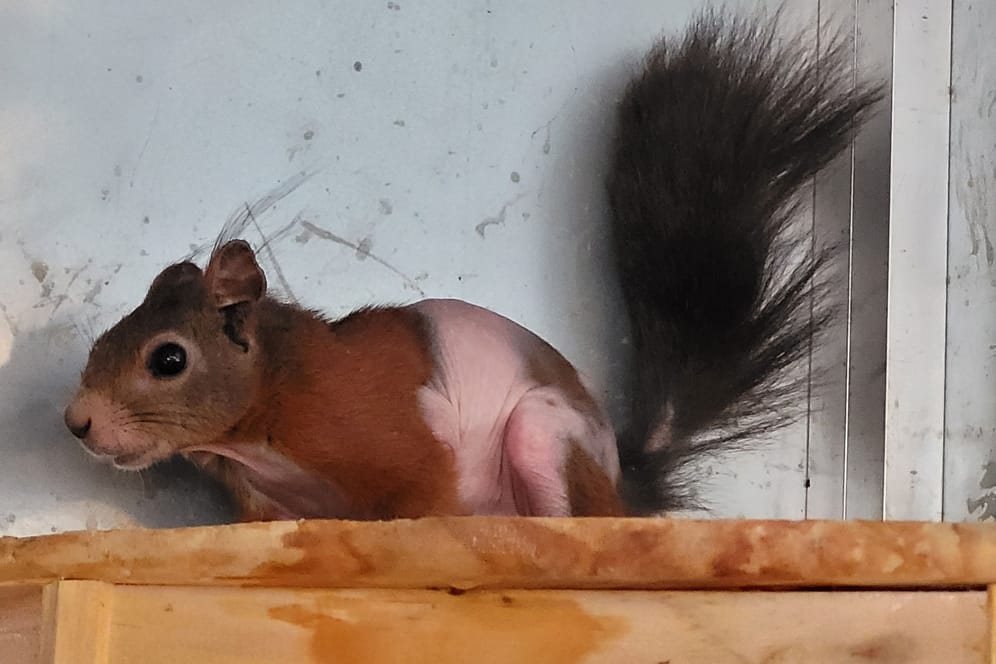 "Kahlchen" mit Haaren: Das Eichhörnchen hat schon deutlich mehr Haare vorzuweisen als noch im Februar.